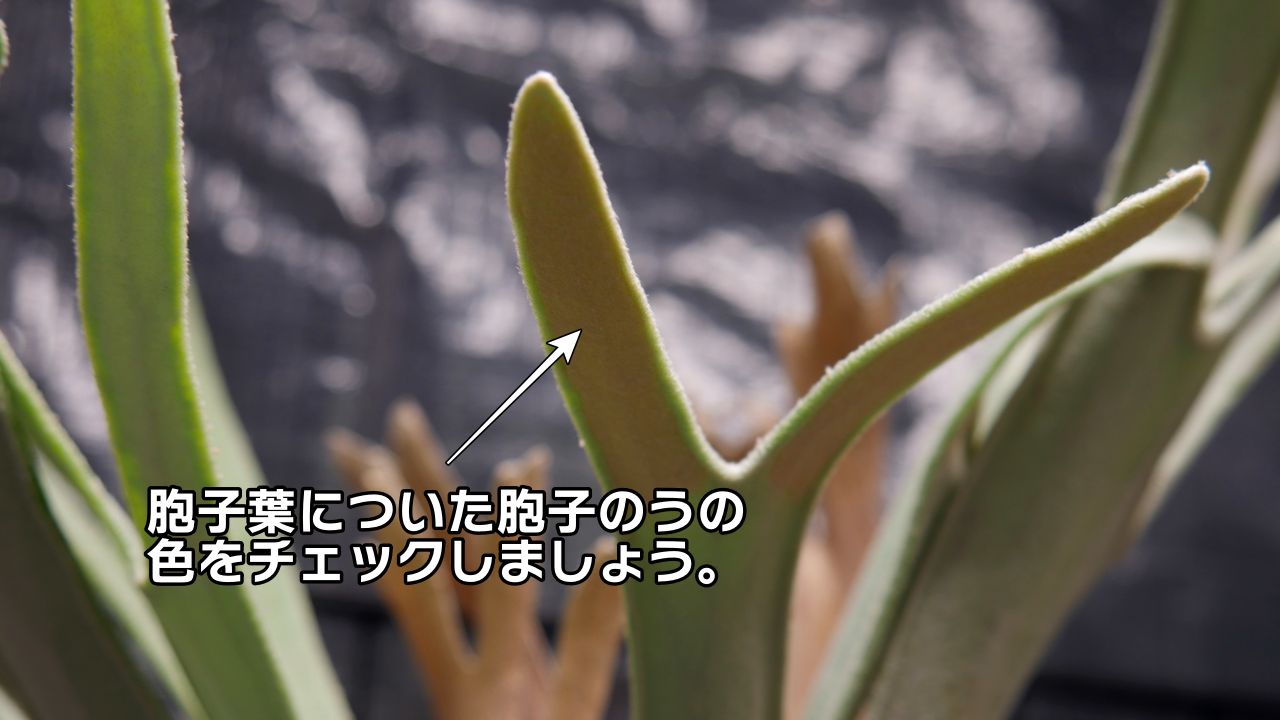 ビカクシダの胞子を採取する手順【リドレイドワーフ】胞子培養の準備