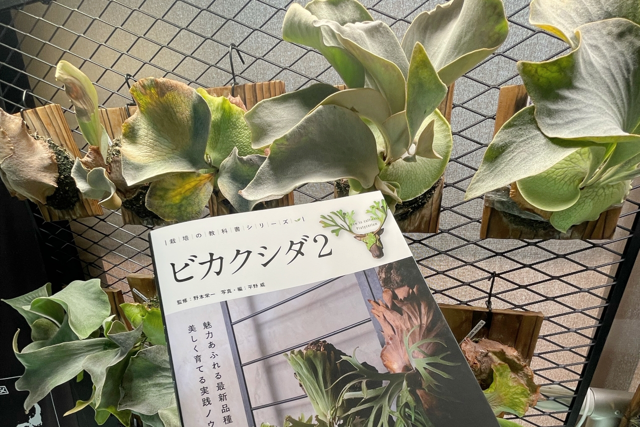 ものまねタレントのビカク論：芸能界きってのビカクシダ愛好家・そのまんま美川のビカクシダコラム