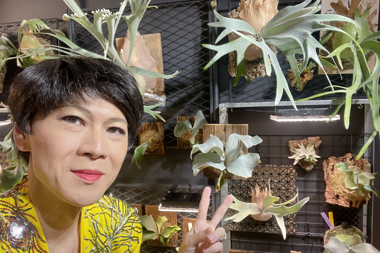 ものまねタレントのビカク論：芸能界きってのビカクシダ愛好家・そのまんま美川のビカクシダコラム