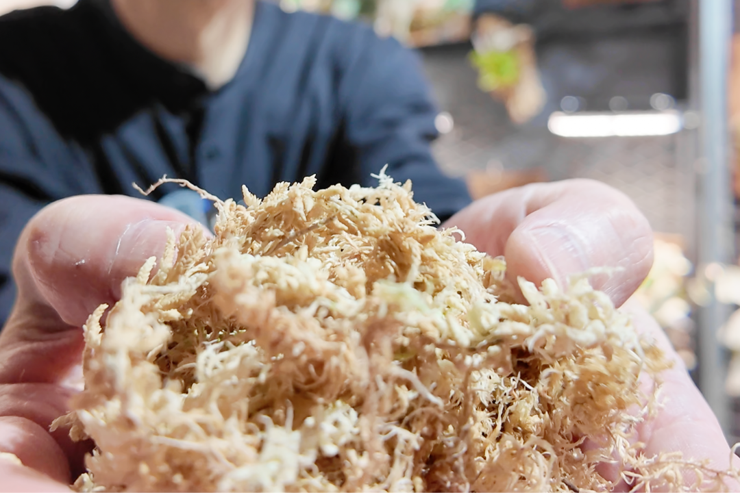 ビカクシダ栽培における水苔の戻し方