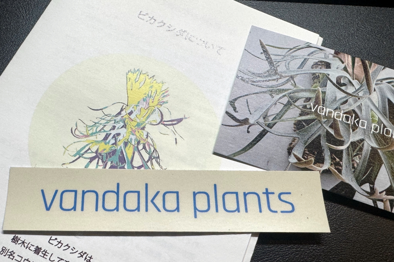 vandakaplants Tokyo Gallery 目の保養にも最適なビカクシダ専門店