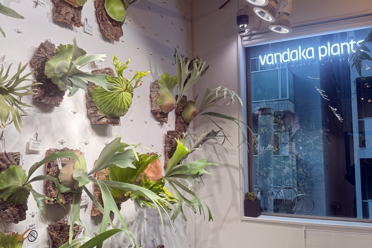 vandakaplants Tokyo Gallery 目の保養にも最適なビカクシダ専門店