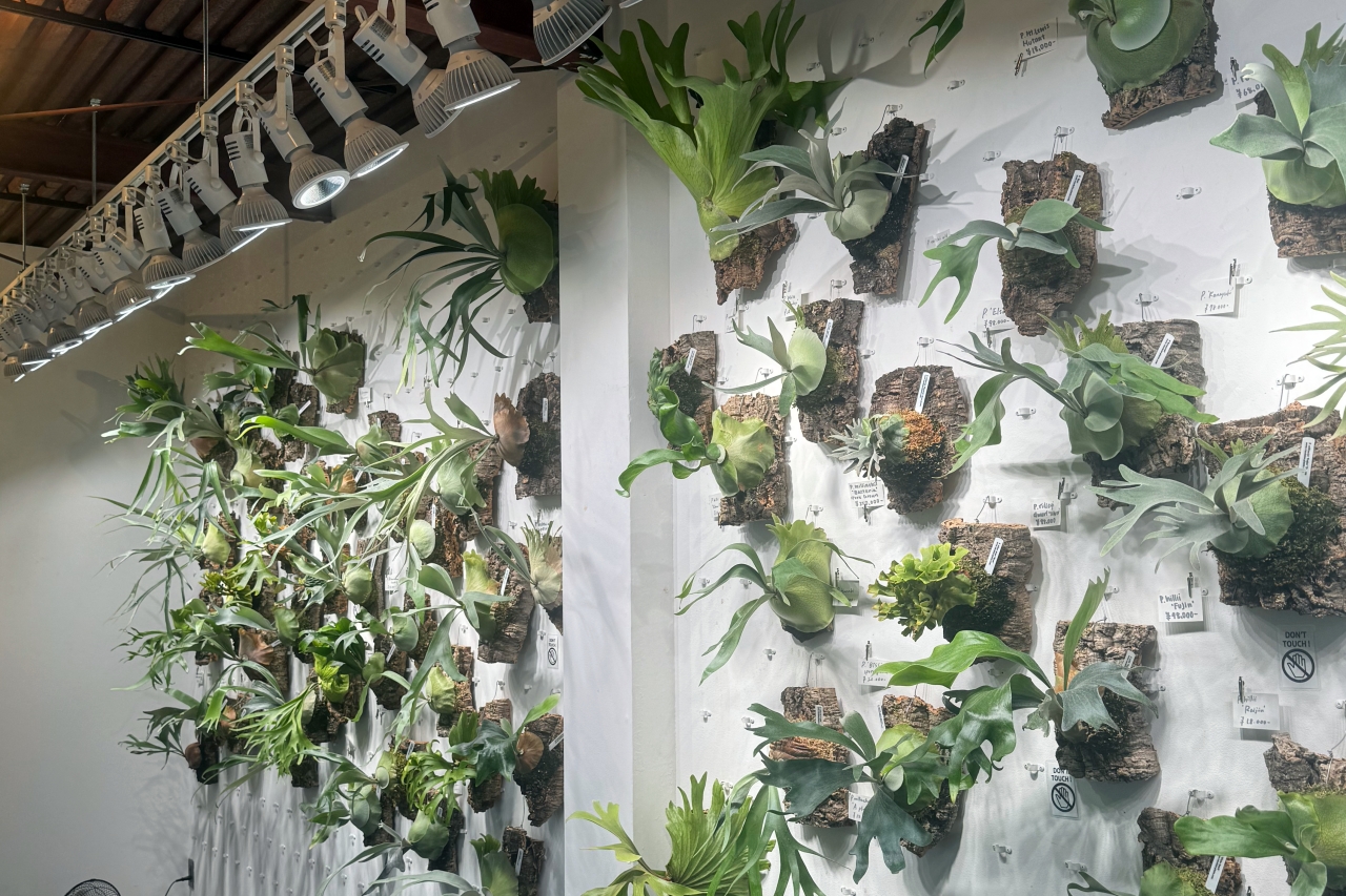 vandakaplants Tokyo Gallery 目の保養にも最適なビカクシダ専門店