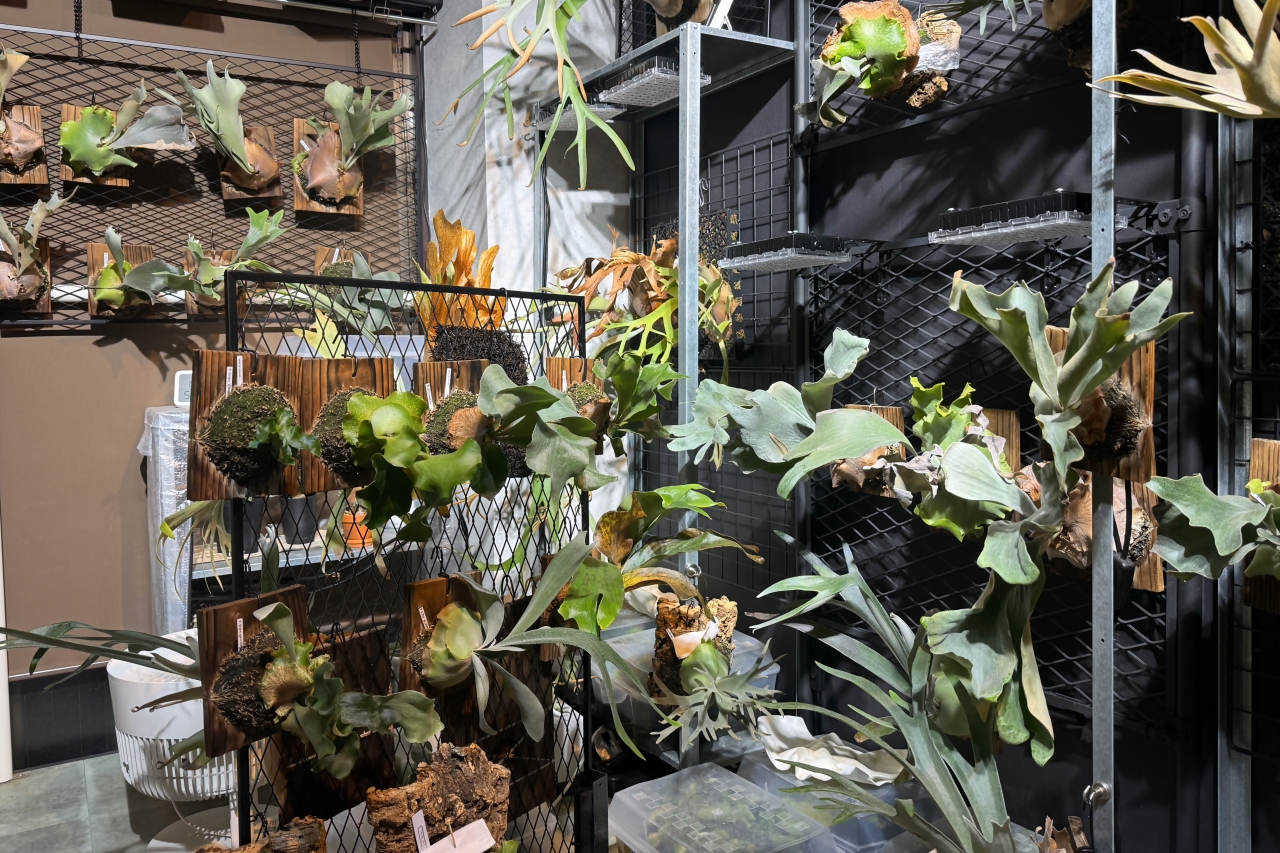 vandakaplants Tokyo Gallery 目の保養にも最適なビカクシダ専門店
