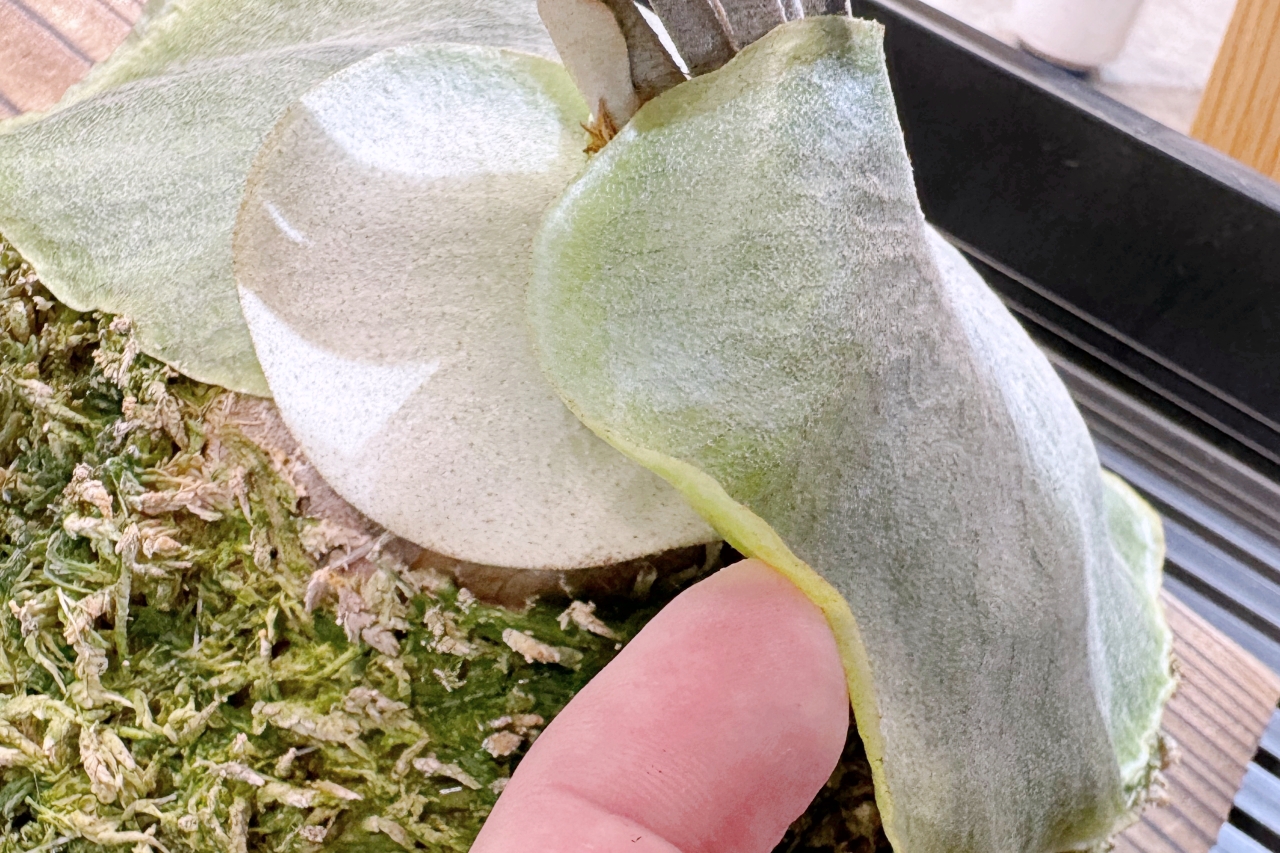 【貯水葉】重なり方が変！正しく修正する方法、カットしても大丈夫？！