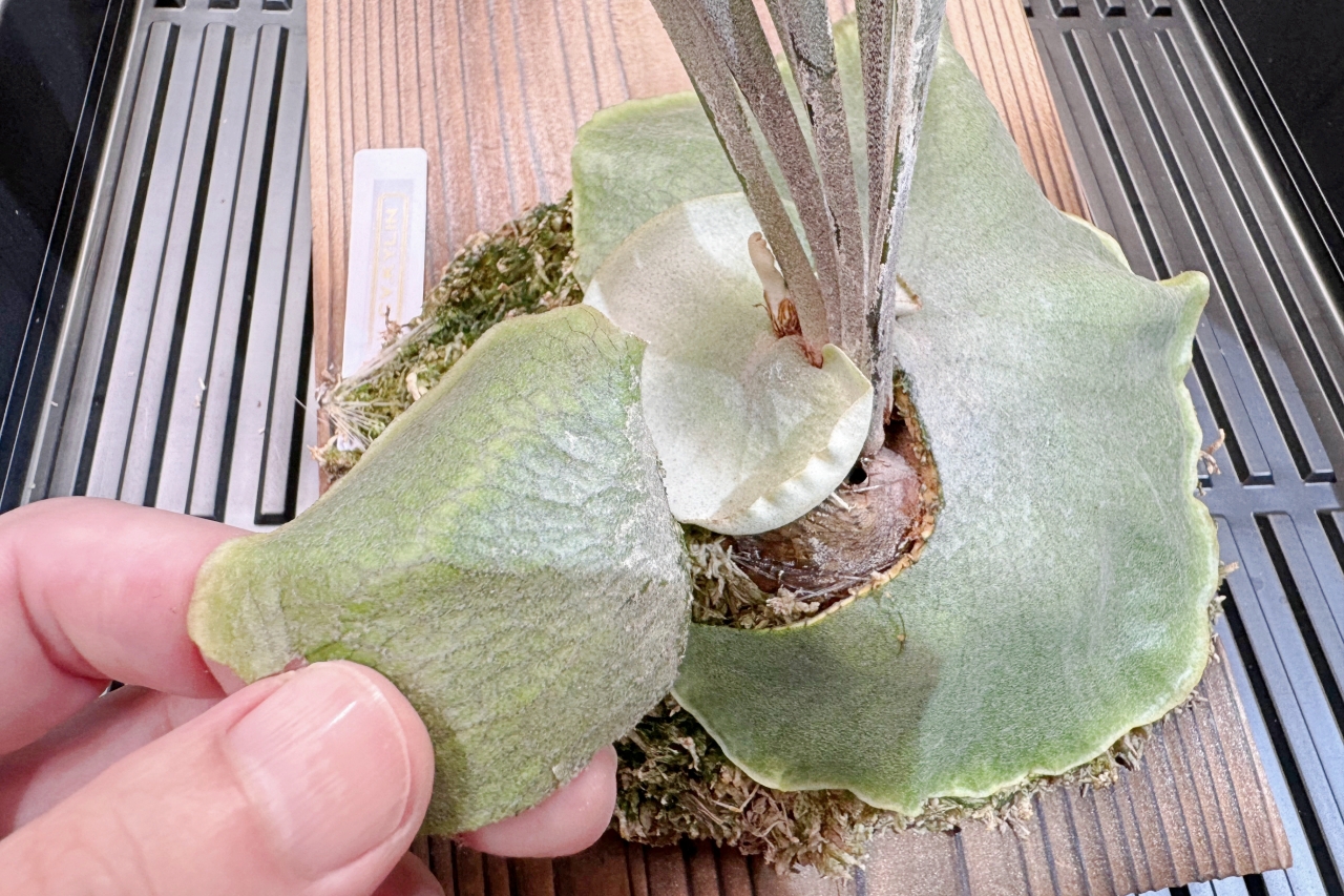 【貯水葉】重なり方が変！正しく修正する方法、カットしても大丈夫？！