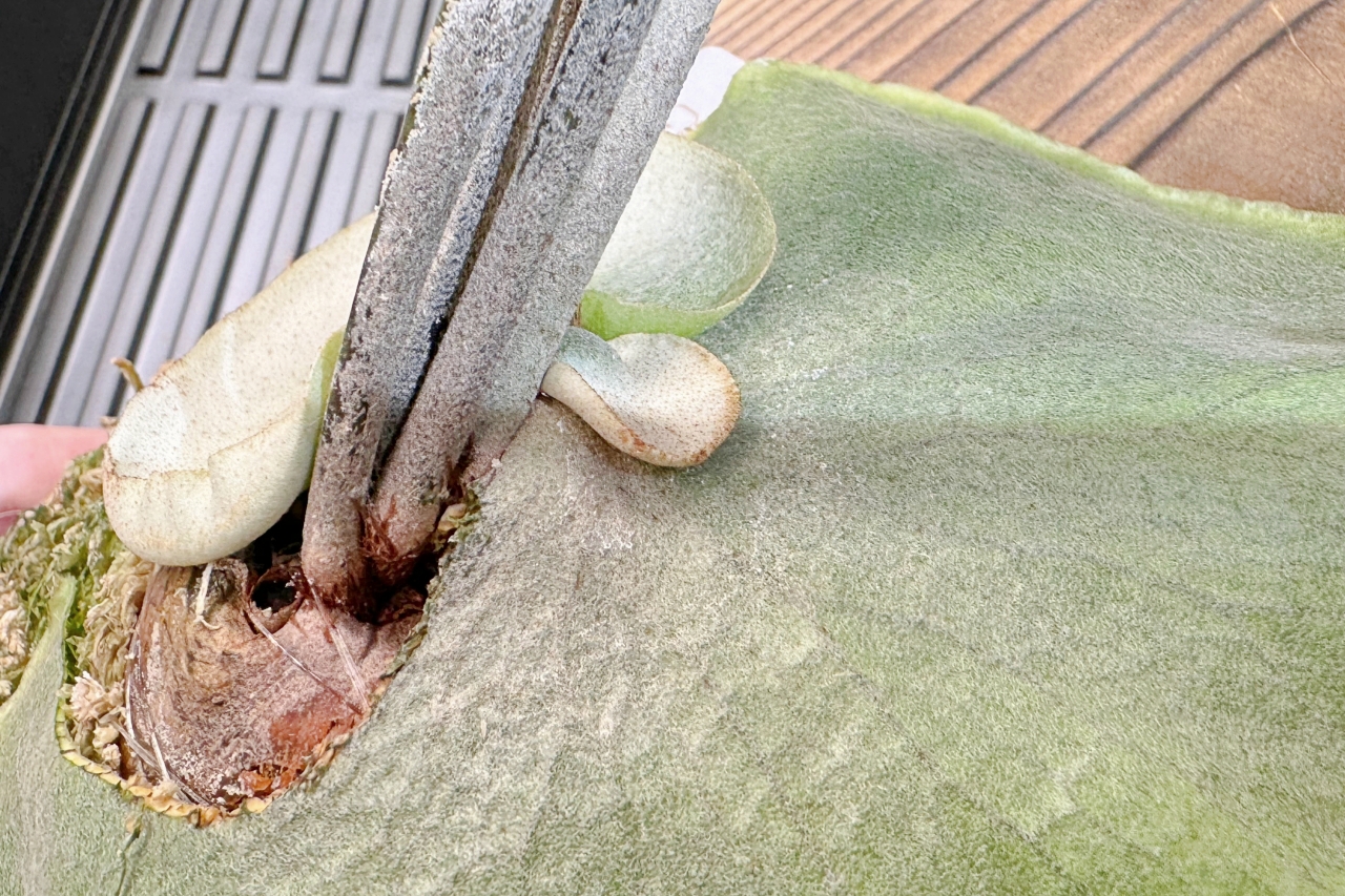 【貯水葉】重なり方が変！正しく修正する方法、カットしても大丈夫？！