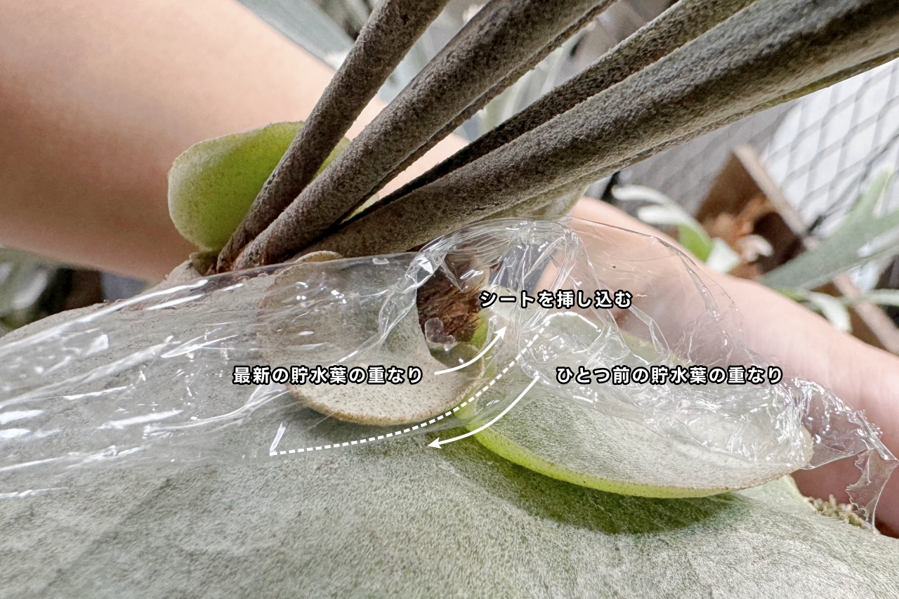 【貯水葉】重なり方が変！正しく修正する方法、カットしても大丈夫？！