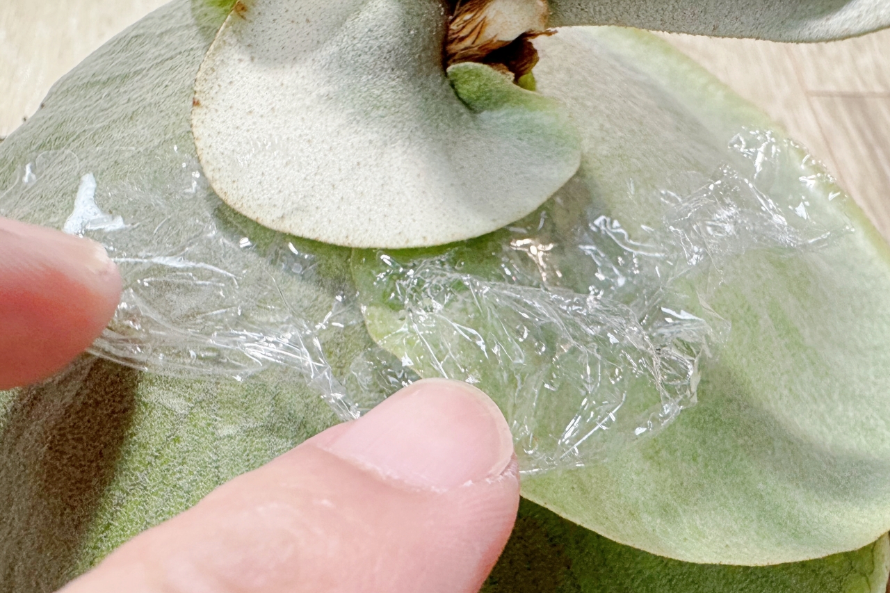 【貯水葉】重なり方が変！正しく修正する方法、カットしても大丈夫？！