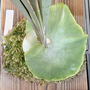 貯水葉の重なり方がおかしい時の対処方法。切っても大丈夫！？