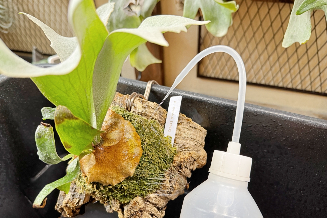 ビカクシダの株の大きさや数による、最適な水やり方法