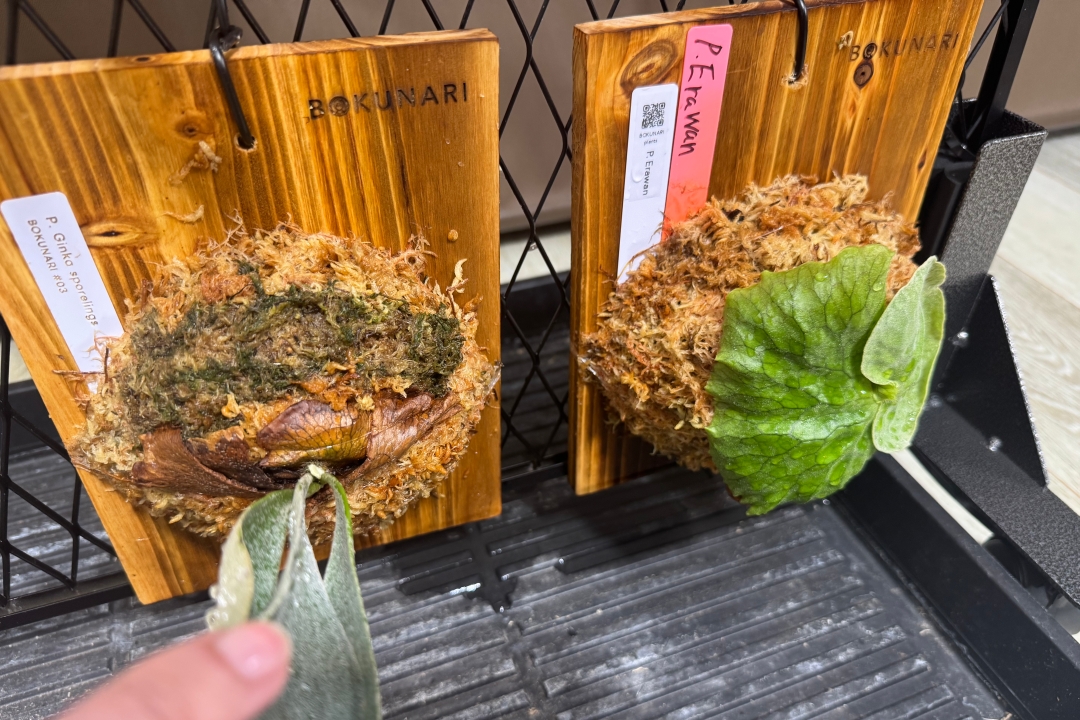 ビカクシダの栽培スペースを増やす工夫：簡易ビカクウォールの作り方