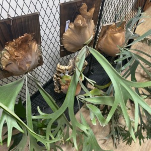【栽培スペースを増やす】簡易ビカクウォールをDIYする方法