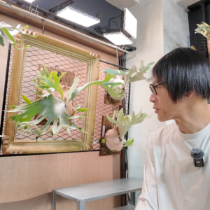 「P. Ginka」胞子培養4年目の記録：未来のビカクシダのある景色を目指して