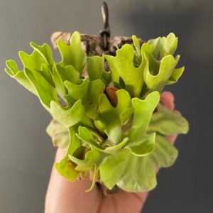 P. ridleyi dwarf