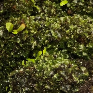 ビカクシダ「P.Ginka」胞子培養始めました。