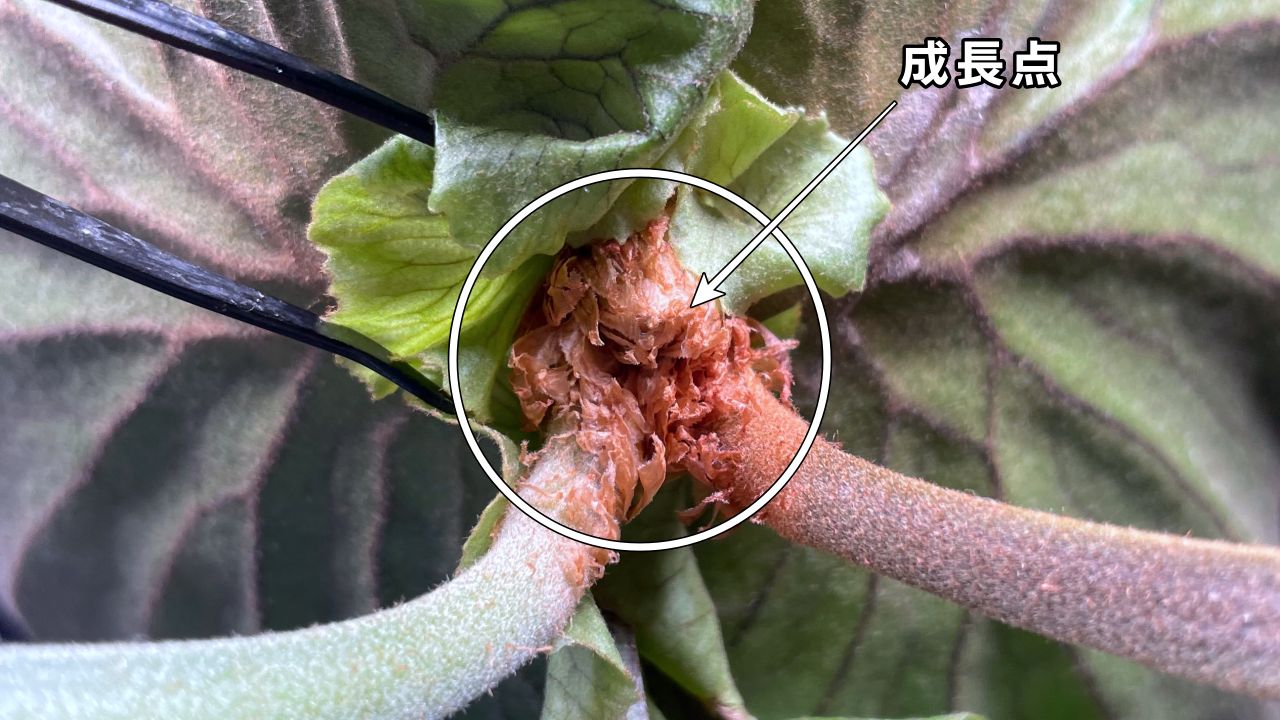 成長点：ビカクシダを構成する【6つの部位と役割】を徹底解説