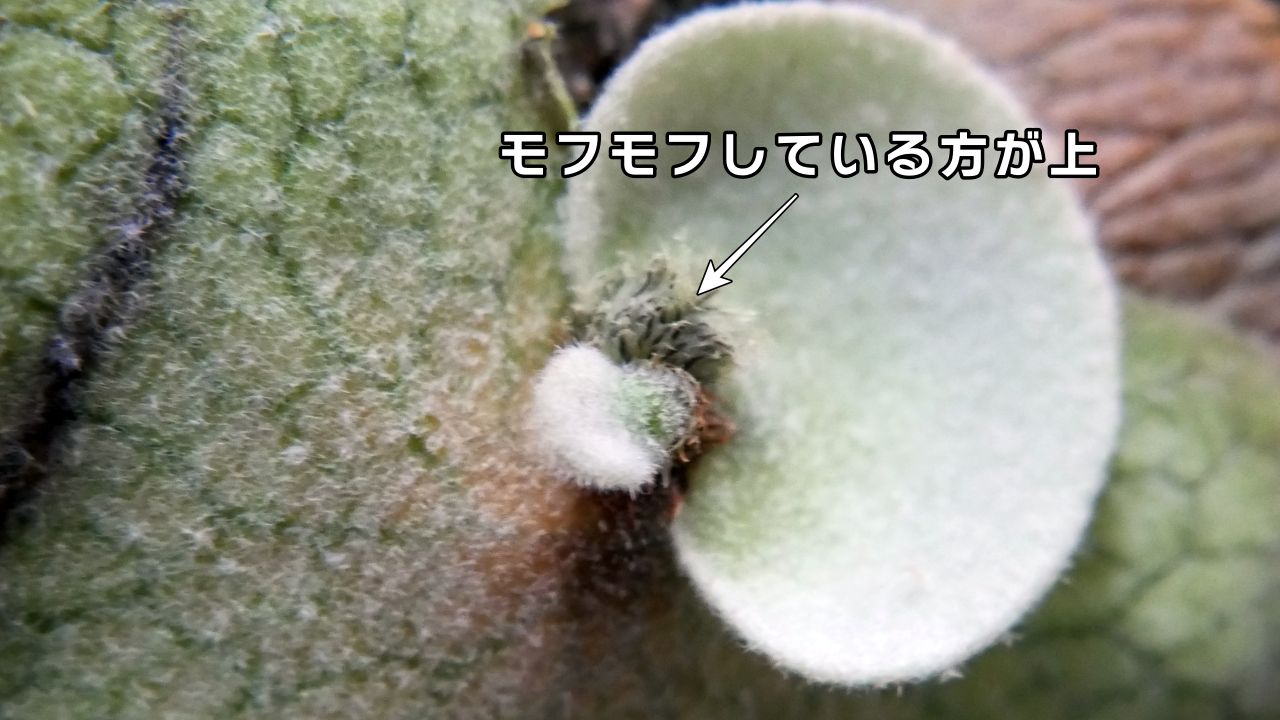 ビカクシダを構成する【6つの部位と役割】を徹底解説