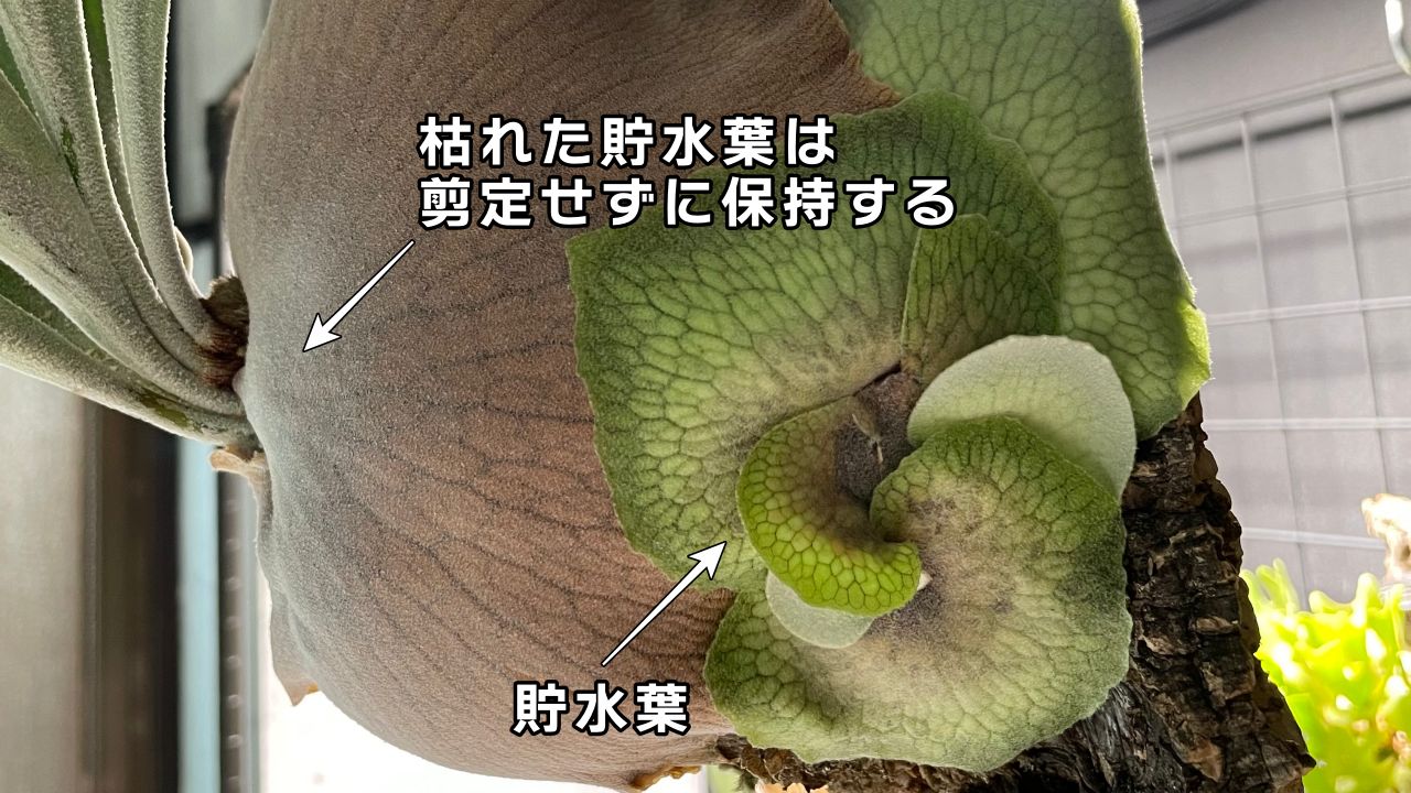 ビカクシダを構成する【6つの部位と役割】を徹底解説