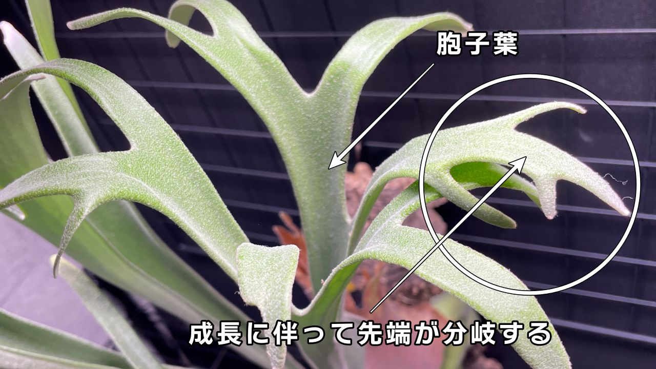 ビカクシダを構成する【6つの部位と役割】を徹底解説