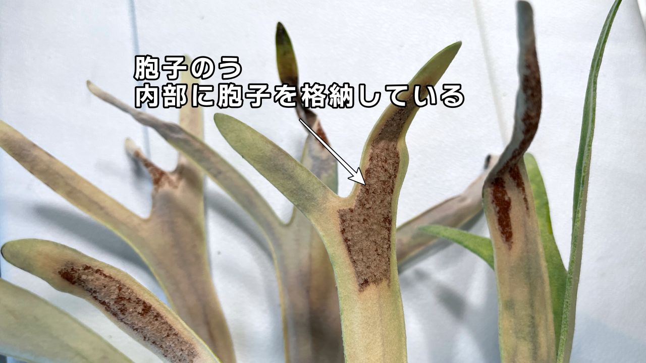 ビカクシダを構成する【6つの部位と役割】を徹底解説
