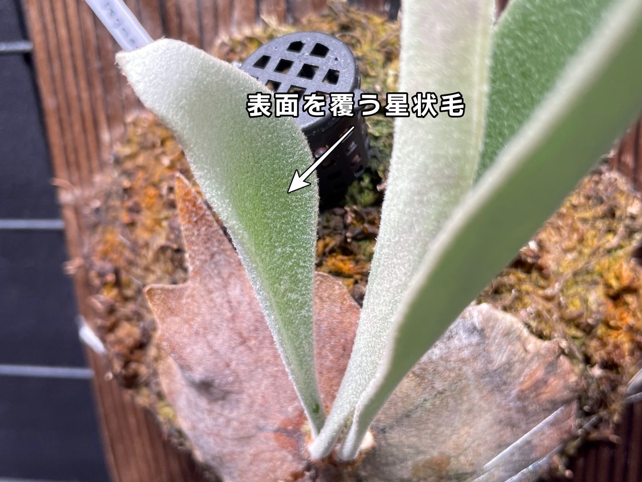 ビカクシダを構成する【6つの部位と役割】を徹底解説