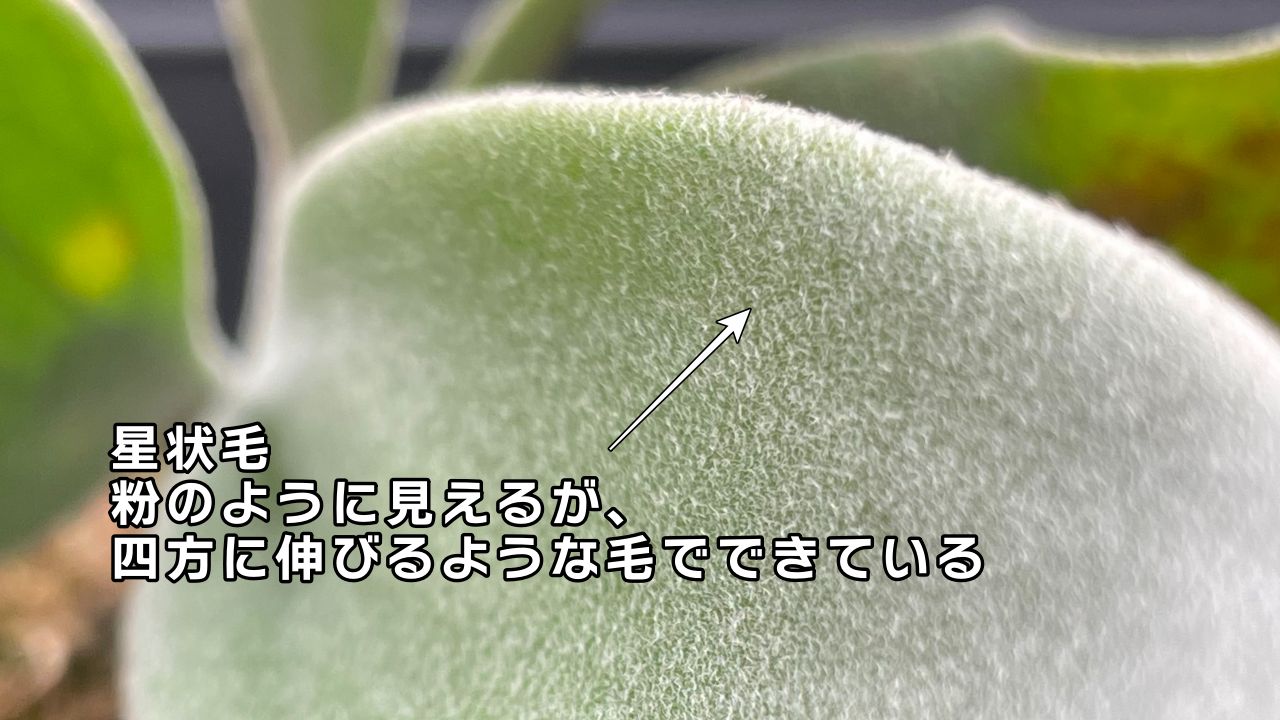 ビカクシダを構成する【6つの部位と役割】を徹底解説