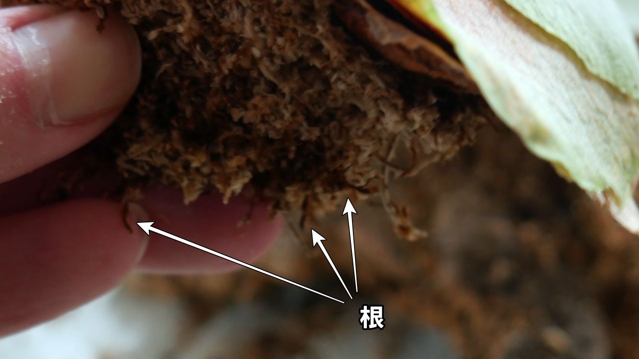 ビカクシダを構成する【6つの部位と役割】を徹底解説