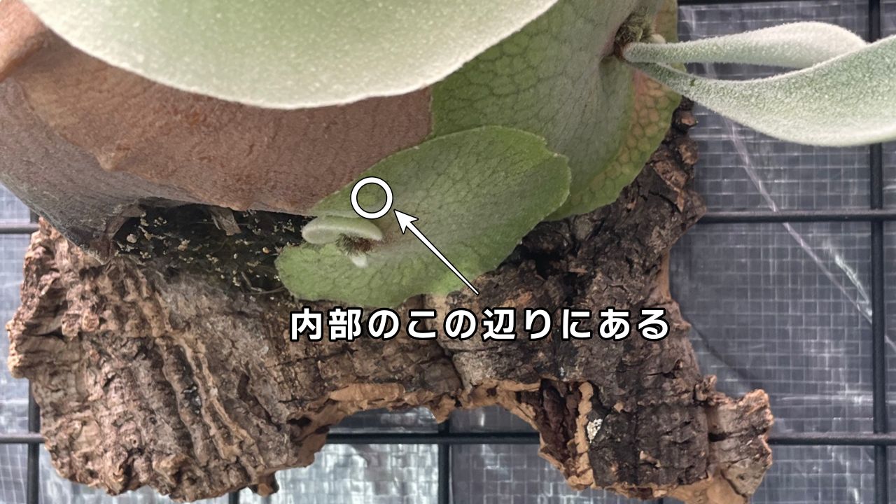 ビカクシダを構成する【6つの部位と役割】を徹底解説