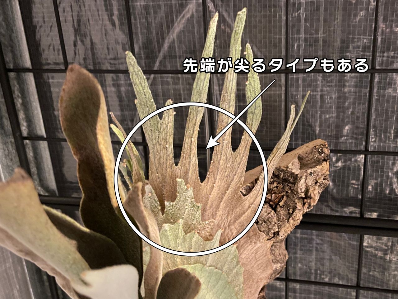 ビカクシダを構成する【6つの部位と役割】を徹底解説