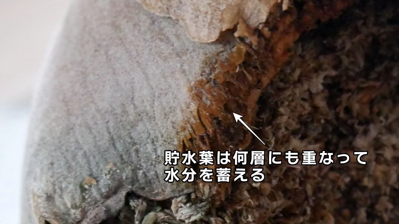 ビカクシダを構成する【6つの部位と役割】を徹底解説