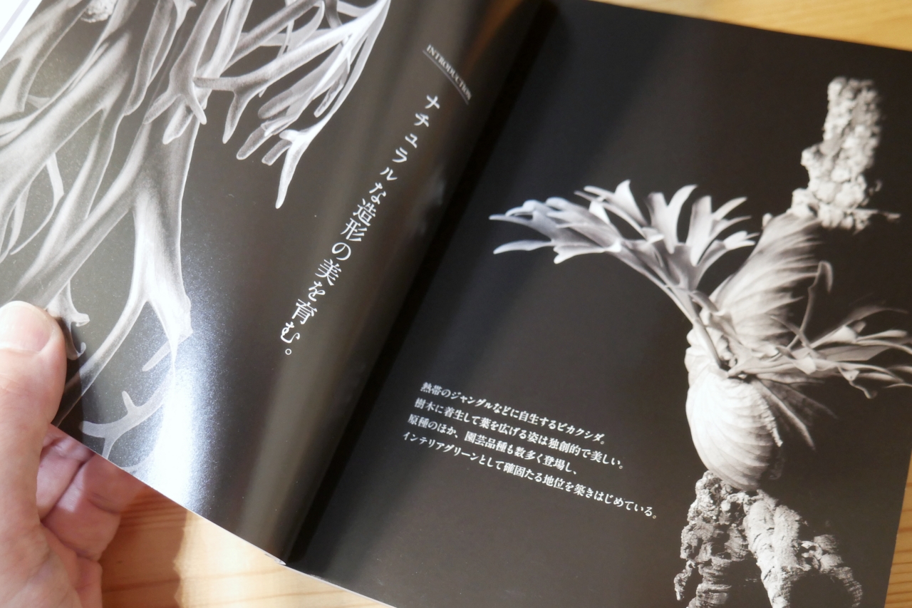 【ビカクシダ専門書】ビカクシダ -独創的な草姿が魅力のビザールプランツ- 