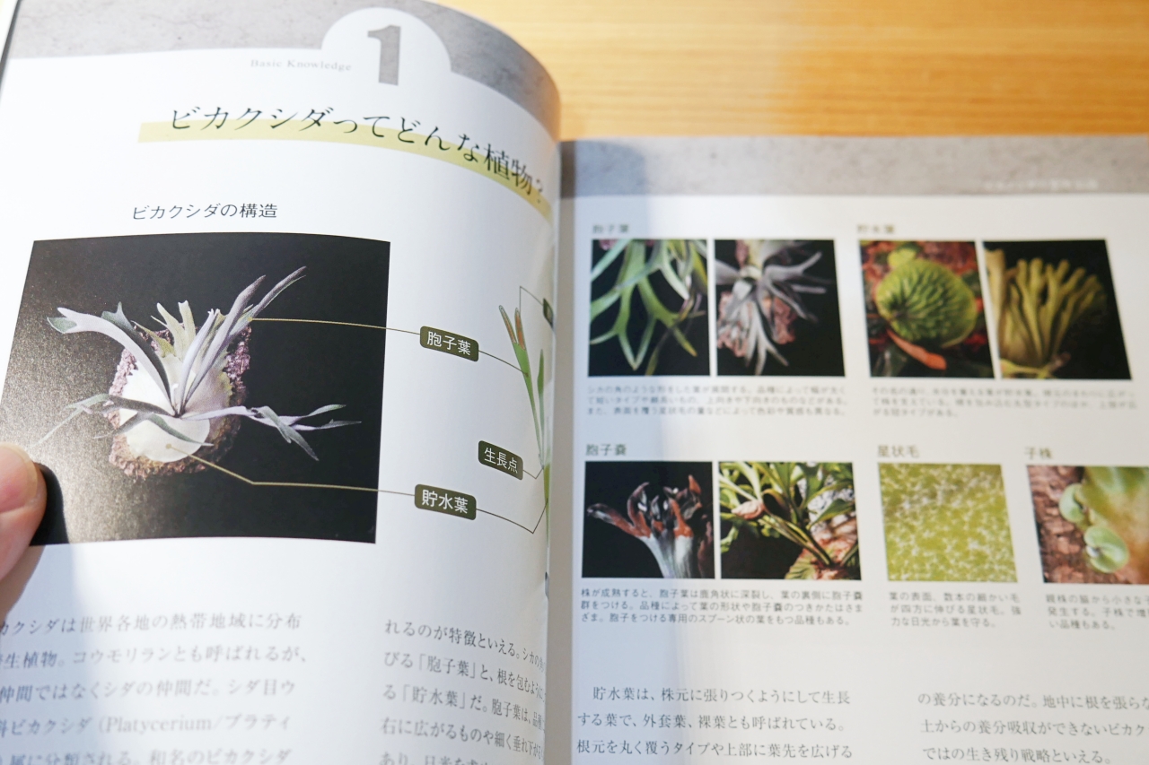 【ビカクシダ専門書】ビカクシダ -独創的な草姿が魅力のビザールプランツ- 