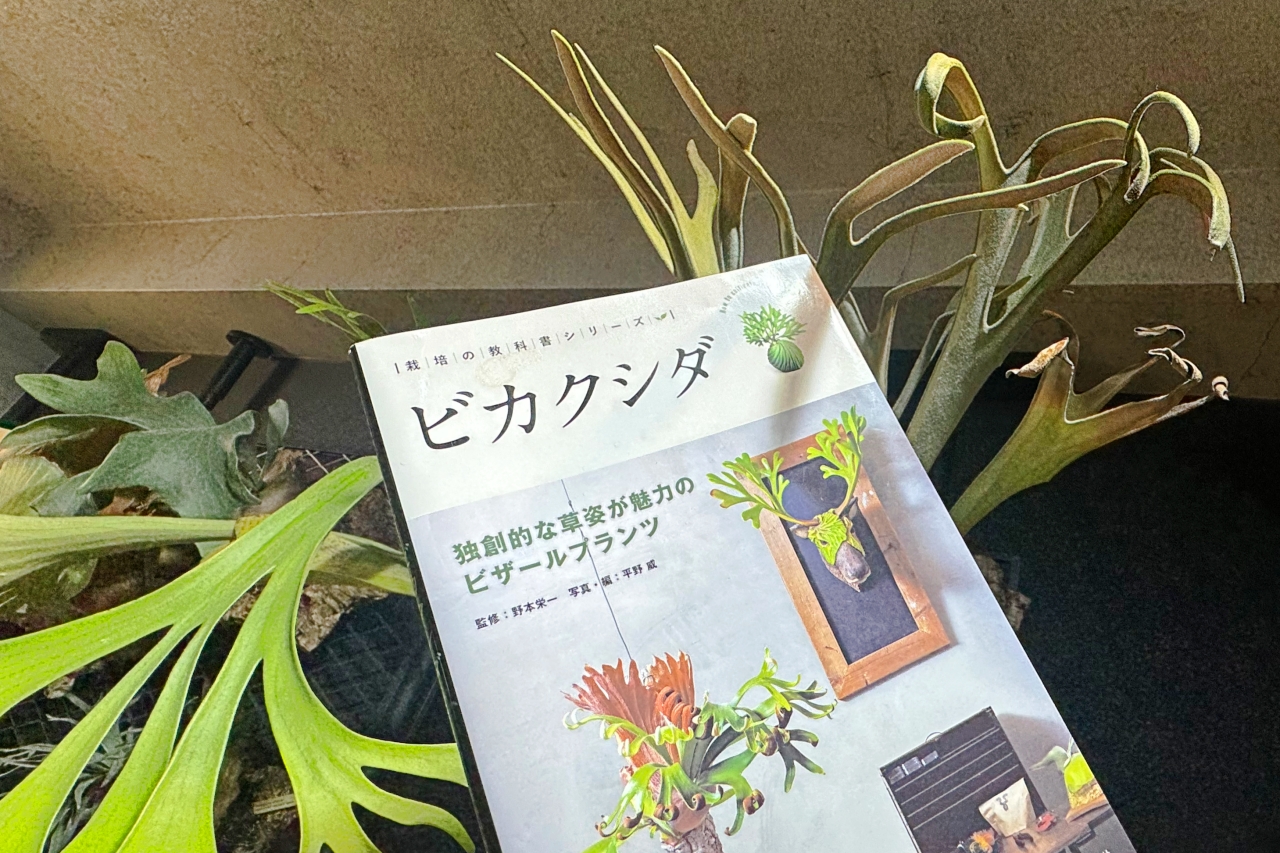 【ビカクシダ専門書】ビカクシダ -独創的な草姿が魅力のビザールプランツ- 