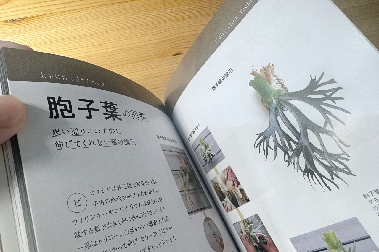 【栽培の教科書シリーズ ビカクシダ2】中級者向けの応用的な内容が充実の一冊