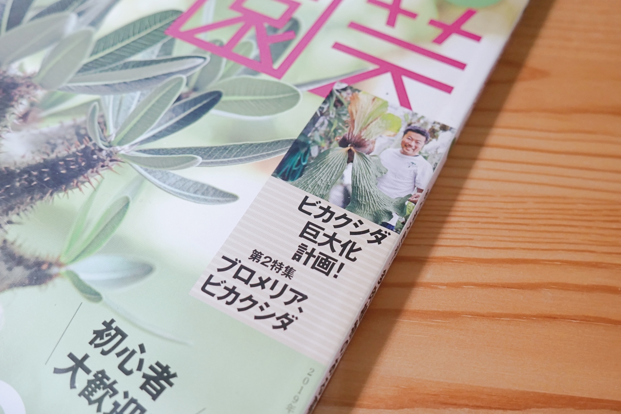 ビカクシダの育て方が特集【趣味の園芸2019年9月号】レビュー