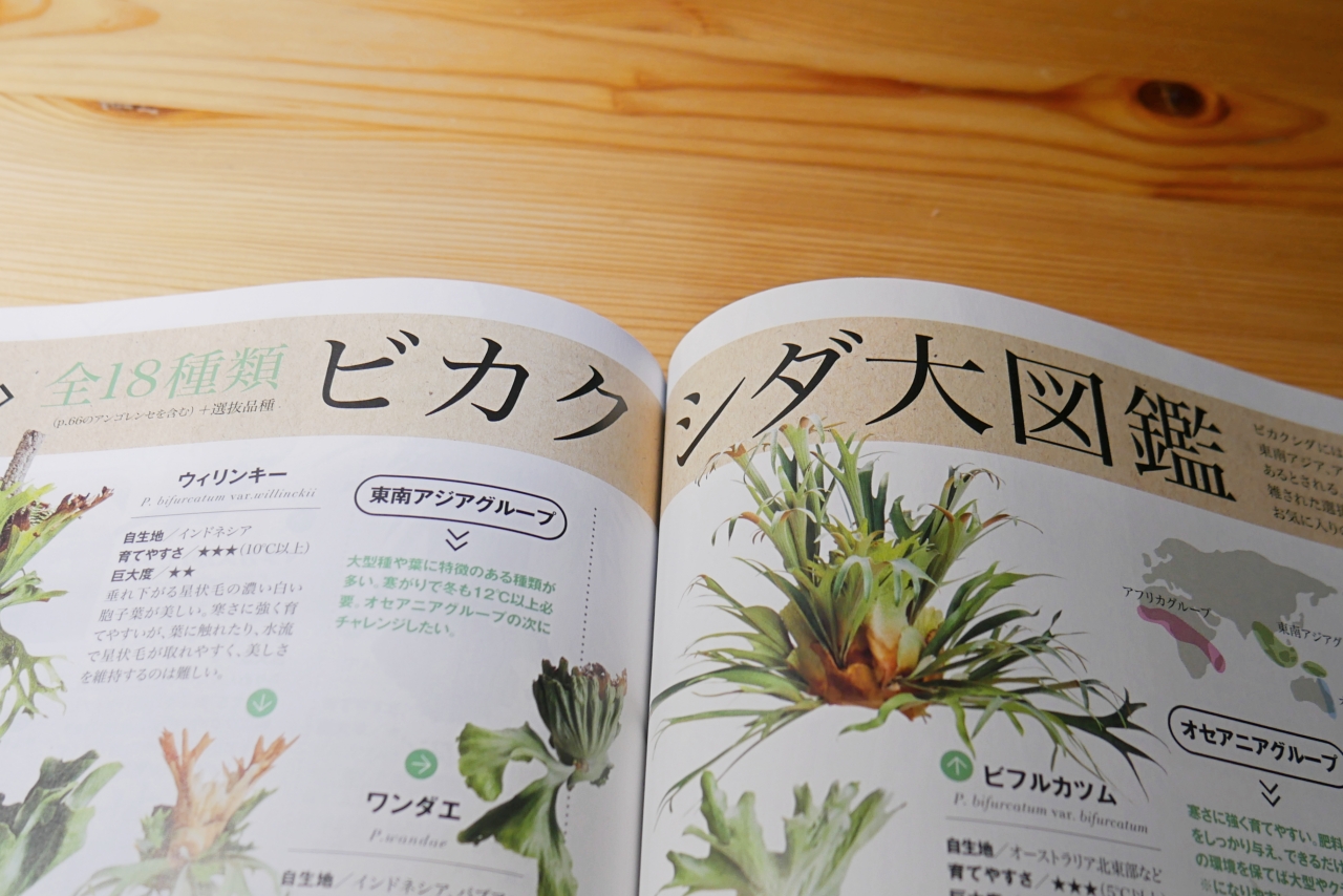 ビカクシダの育て方が特集【趣味の園芸2019年9月号】レビュー