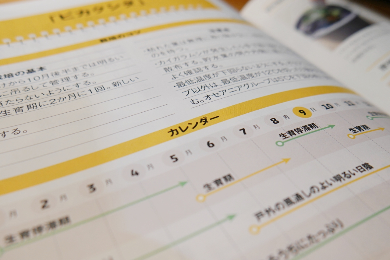 ビカクシダの育て方が特集【趣味の園芸2019年9月号】レビュー
