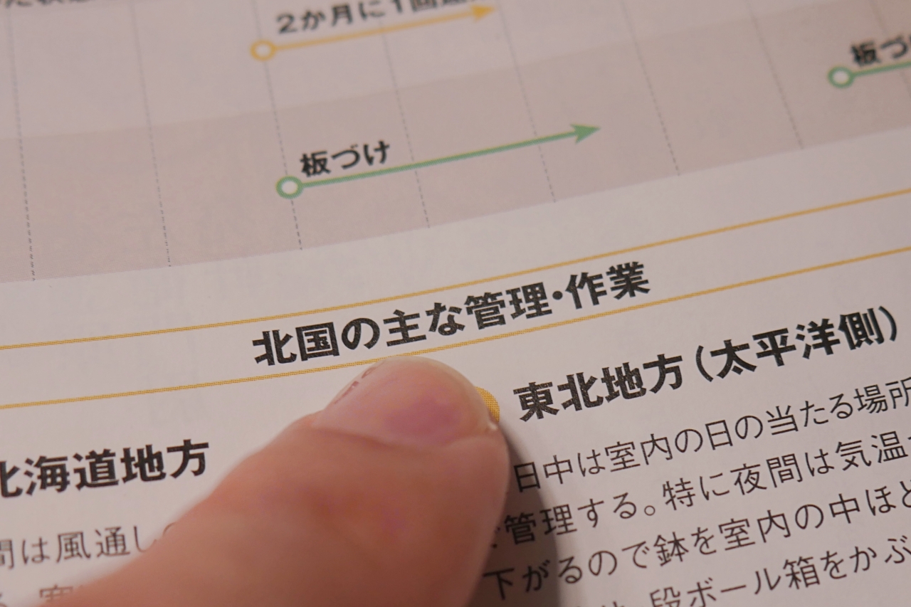 ビカクシダの育て方が特集【趣味の園芸2019年9月号】レビュー