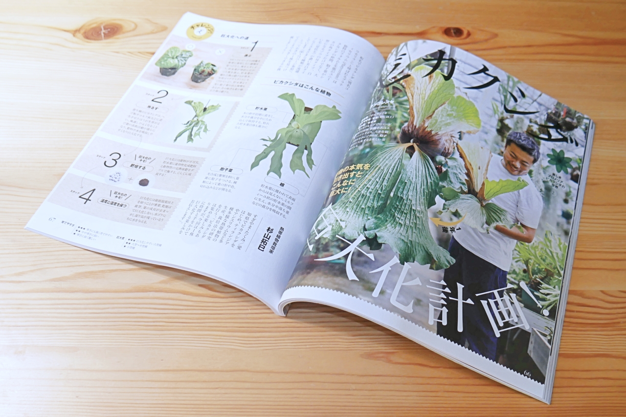 ビカクシダの育て方が特集【趣味の園芸2019年9月号】レビュー