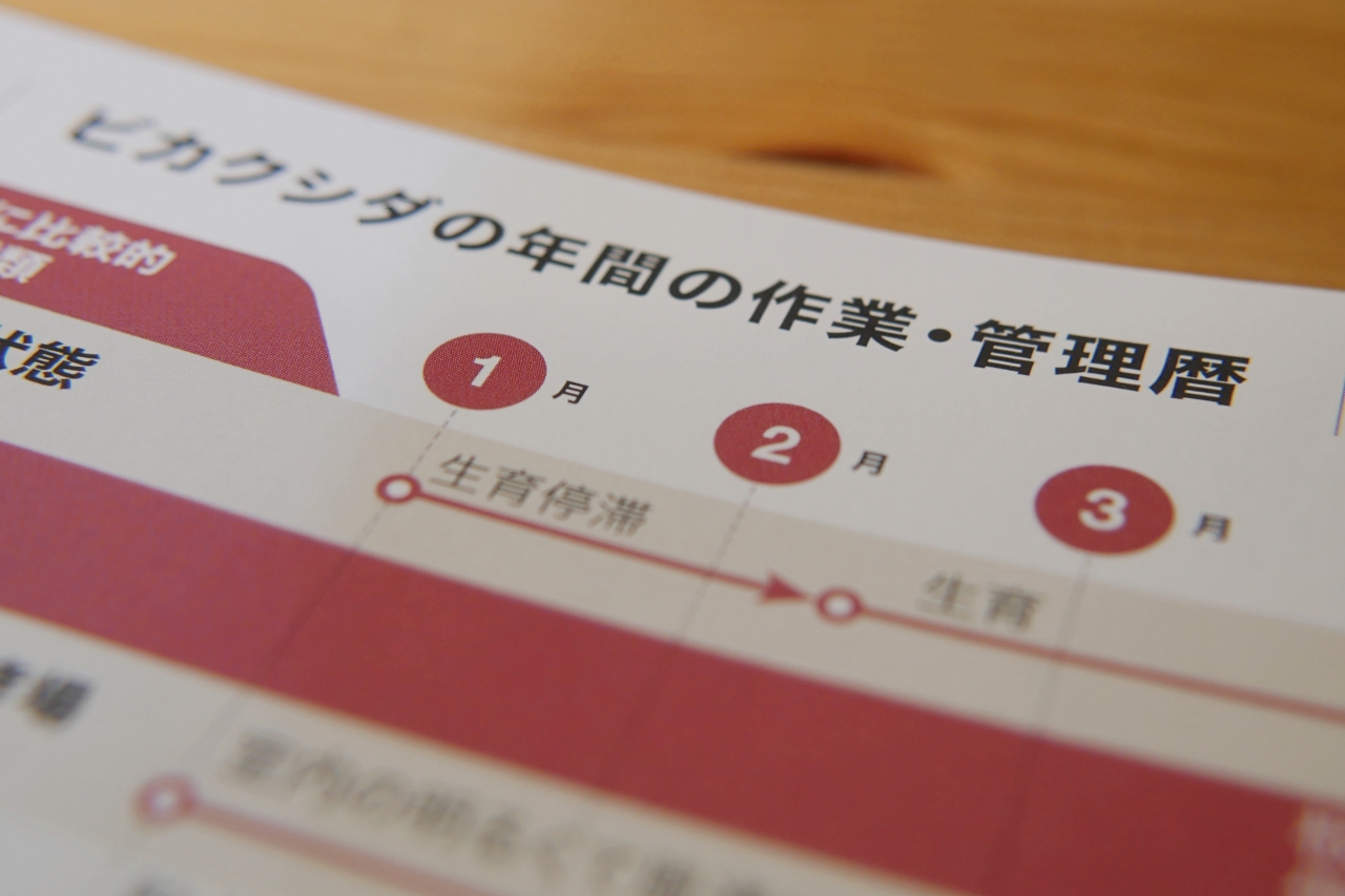 【趣味の園芸ビカクシダ】12ヶ月栽培ナビがわかりやすい専門書