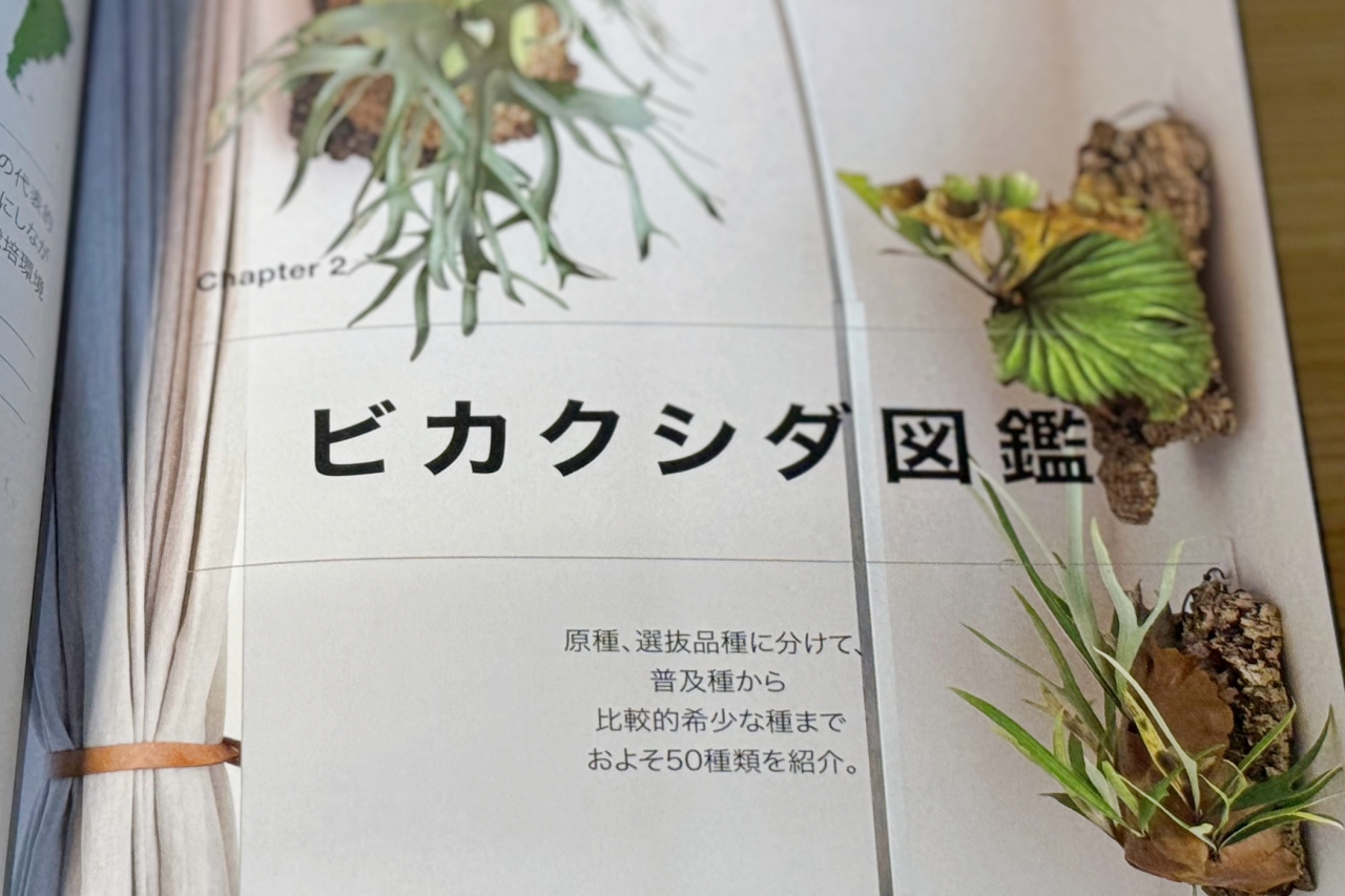 【趣味の園芸ビカクシダ】12ヶ月栽培ナビがわかりやすい専門書