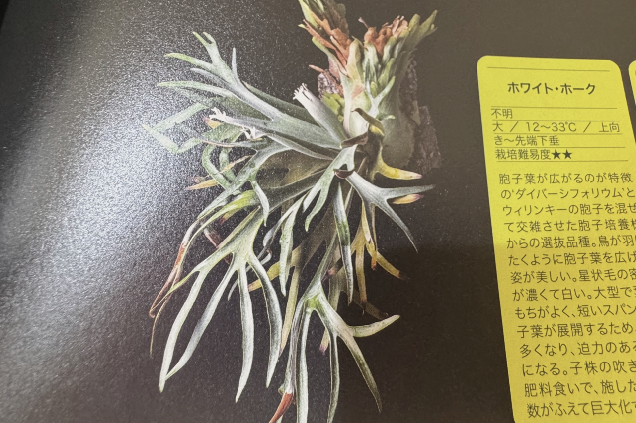 【趣味の園芸ビカクシダ】12ヶ月栽培ナビがわかりやすい専門書