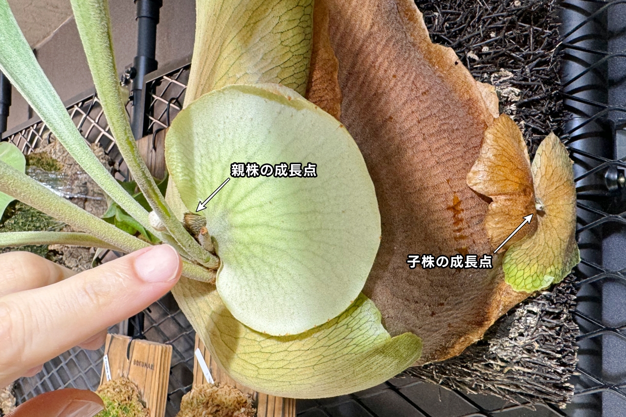 ビカクシダ「子株」と「脇芽」の見極め方と親株を順調に育てる対処方法