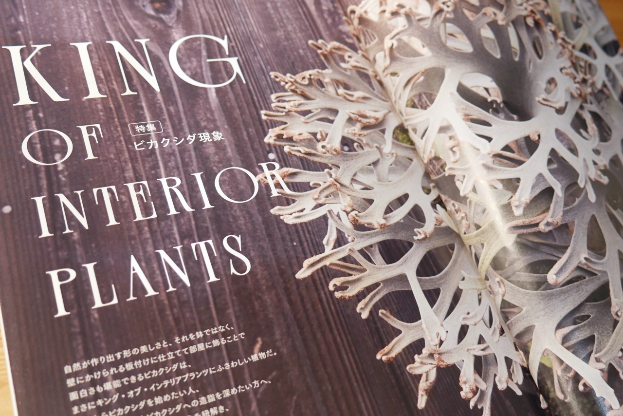 INDOOR JUNGLE No.02 特集”ビカクシダ現象”迫力の秘蔵株掲載で魅力の深淵へ