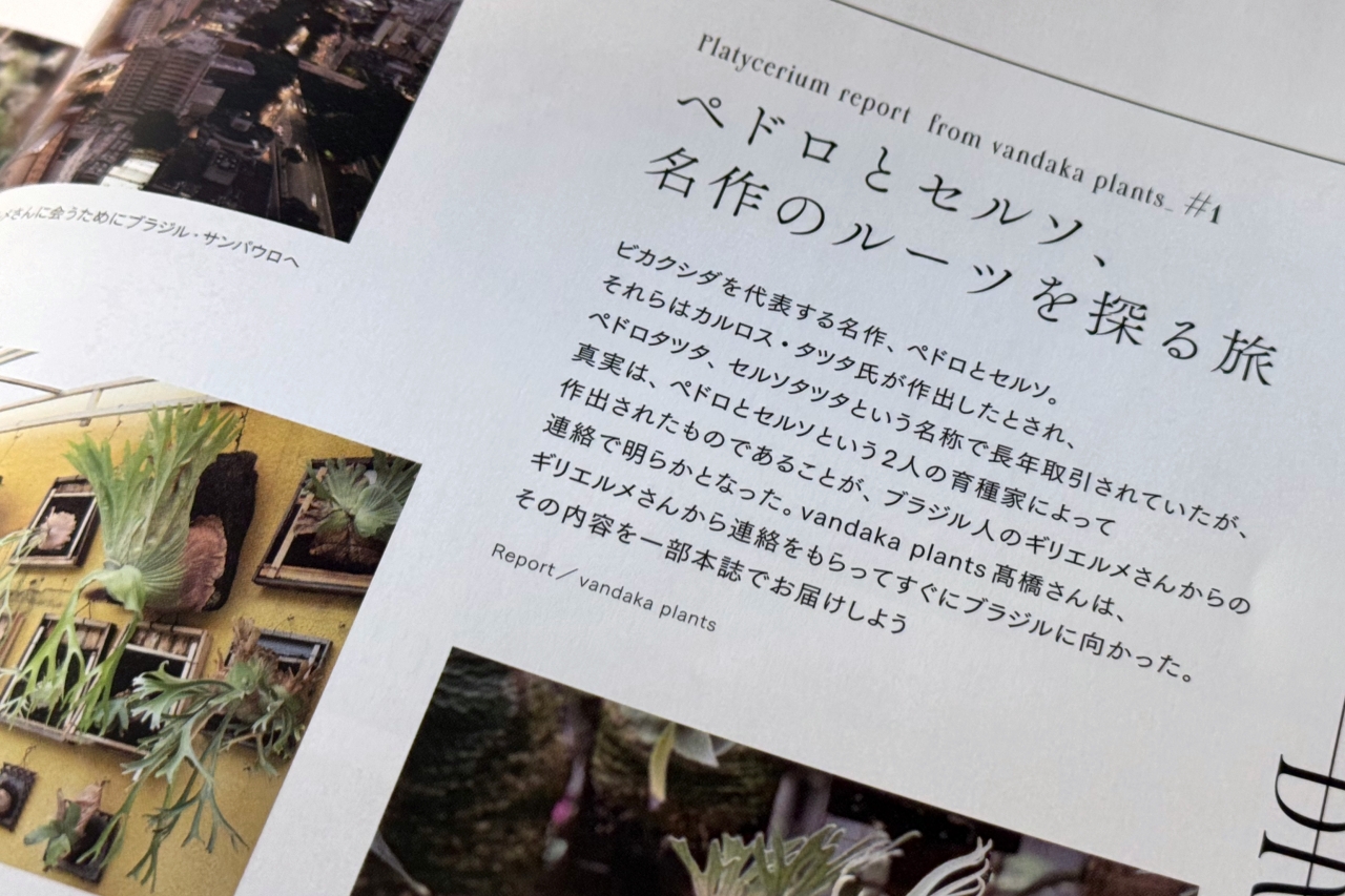 INDOOR JUNGLE No.02 特集”ビカクシダ現象”迫力の秘蔵株掲載で魅力の深淵へ