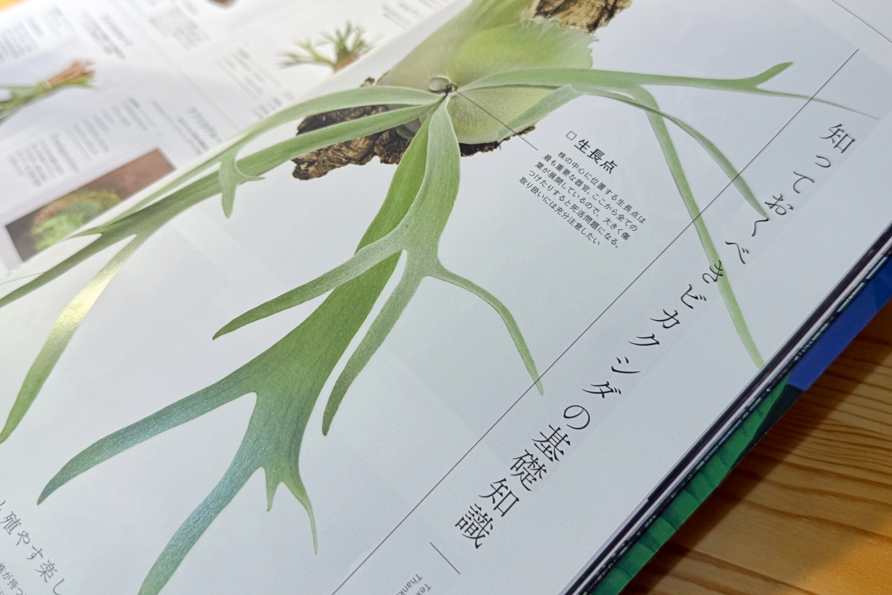 INDOOR JUNGLE No.02 特集”ビカクシダ現象”迫力の秘蔵株掲載で魅力の深淵へ