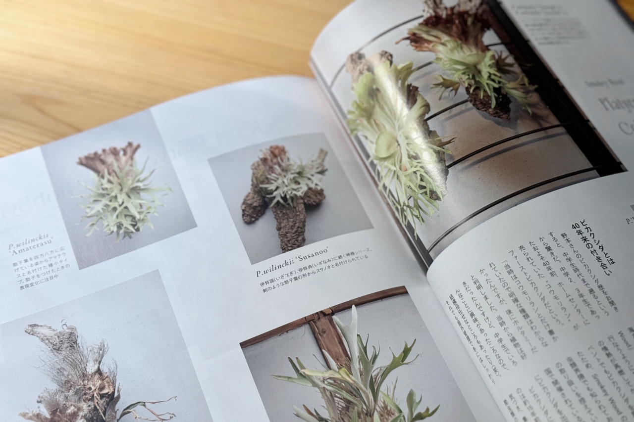 INDOOR JUNGLE No.02 特集”ビカクシダ現象”迫力の秘蔵株掲載で魅力の深淵へ