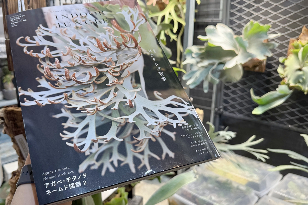 INDOOR JUNGLE No.02 特集”ビカクシダ現象”迫力の秘蔵株掲載で魅力の深淵へ