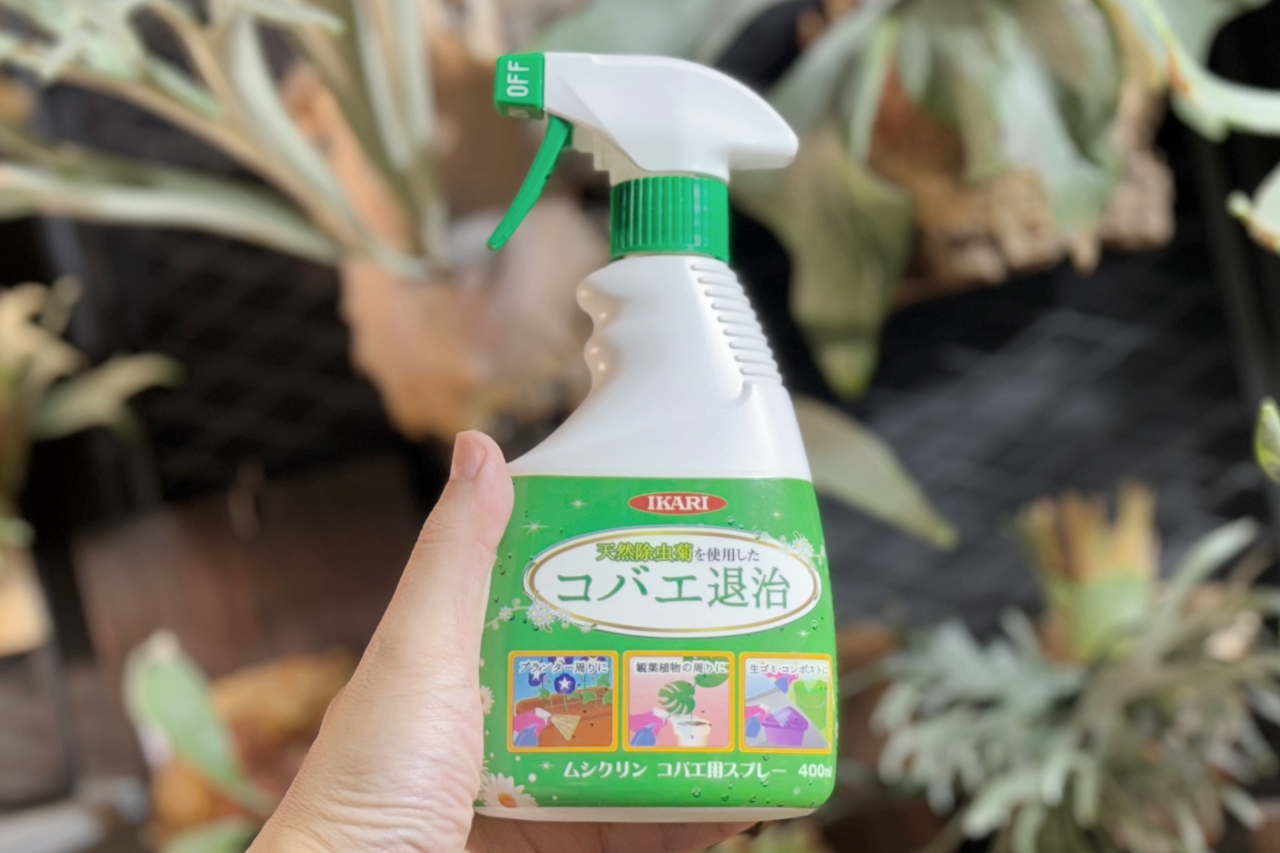 【コバエ対策】夏のビカクシダの不快を防ぐ【イカリ消毒ムシクリン】